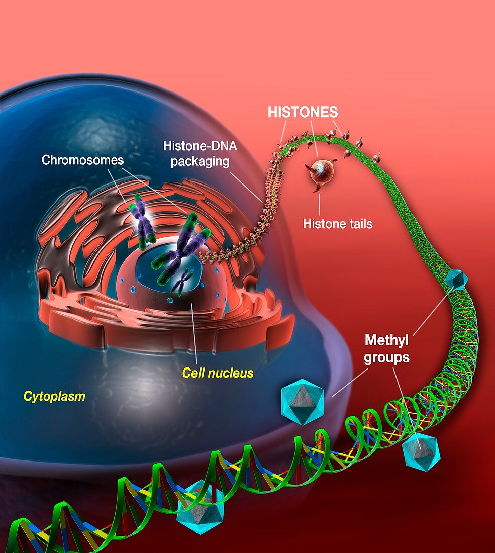 Cellular DNA and epigenetics,diagram