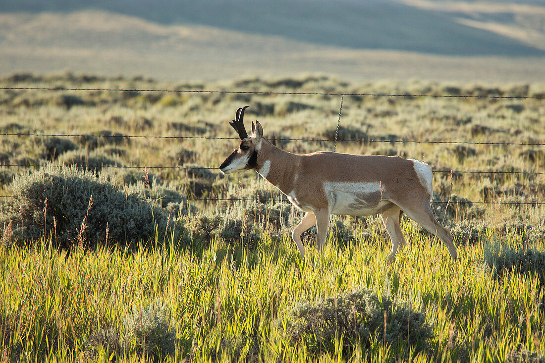 Male pronghorn