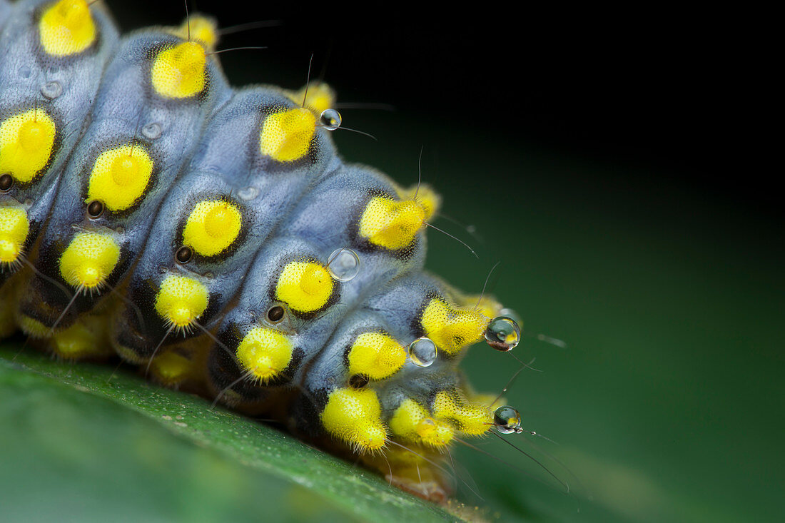 Cyclosia caterpillar secreting poison