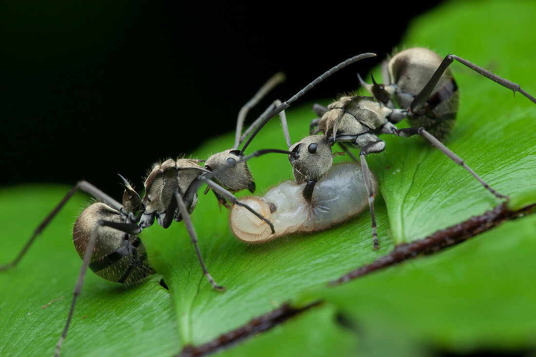 Ants carrying larvae