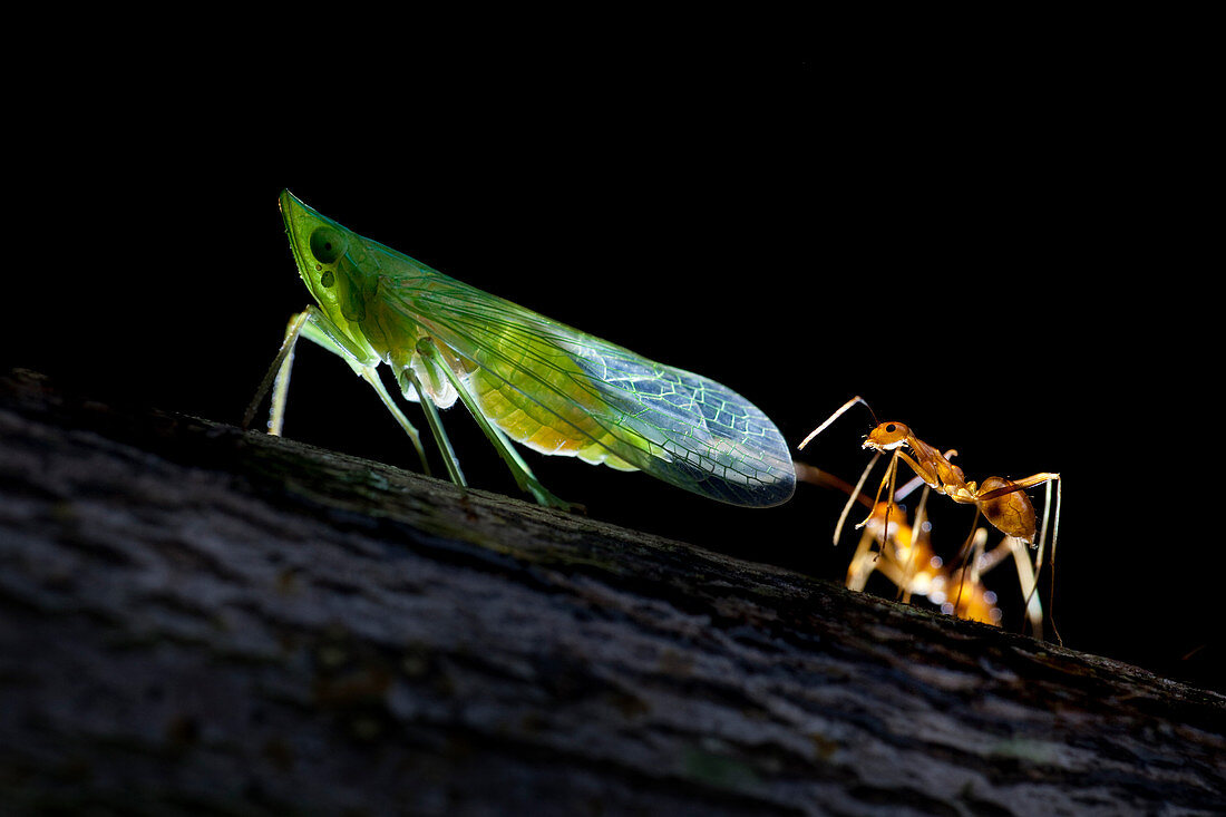 Ants milking a planthopper