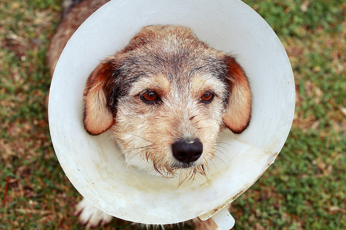 Dog in protective cone