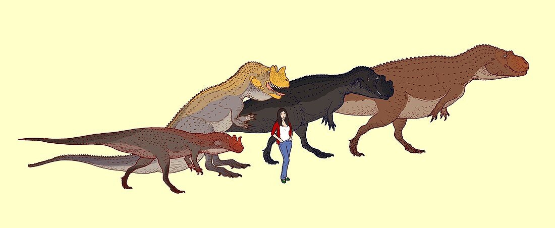 Ceratosaurus size comparison