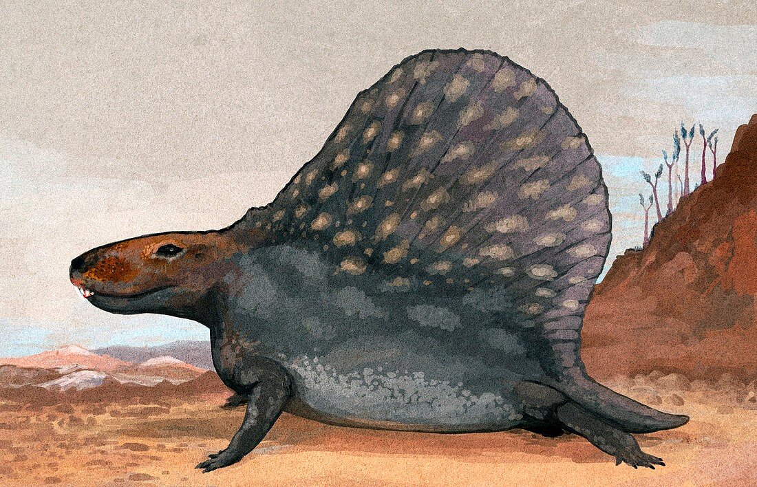 Dimetrodon,illustration