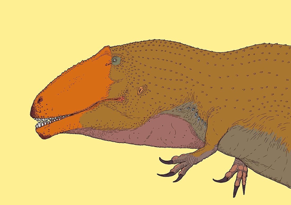 Giganotosaurus dinosaur,illustration