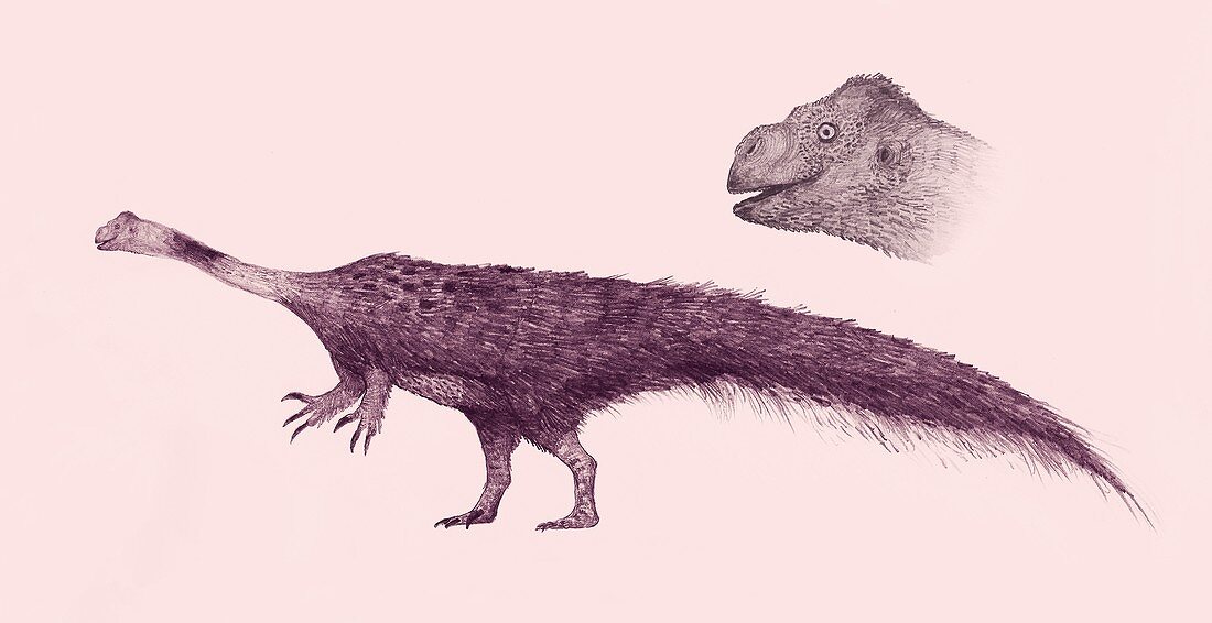 Massospondylus dinosaur,illustration