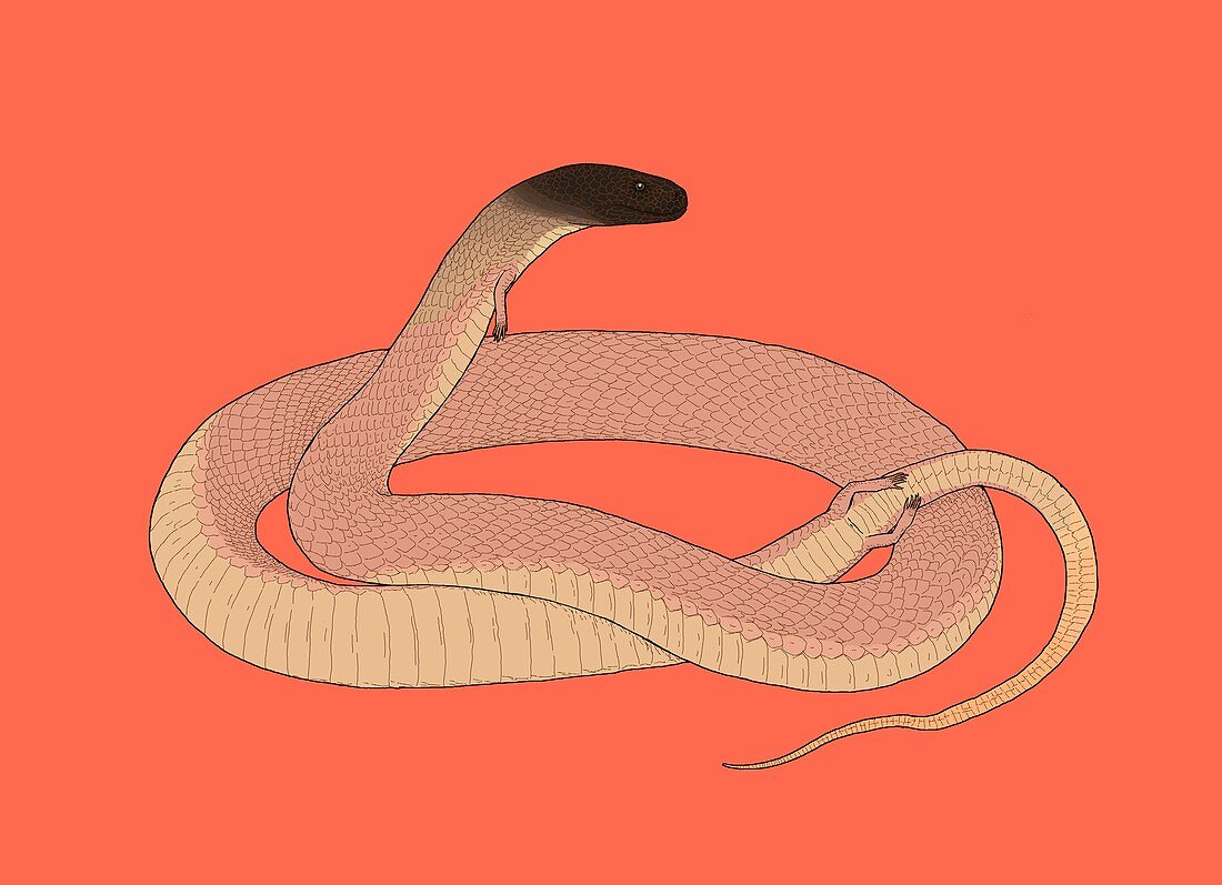 Tetrapodophis prehistoric snake