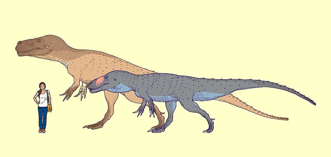 Torvosaurus size comparison,illustration