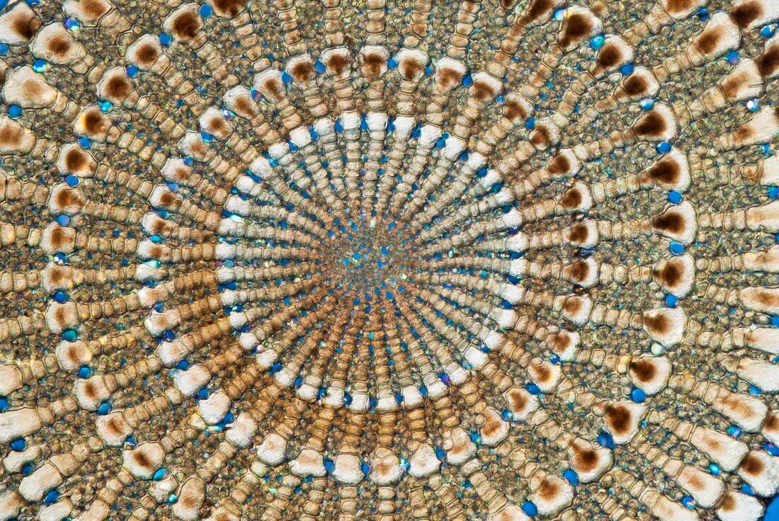 Sea urchin spine,polarised microscopy