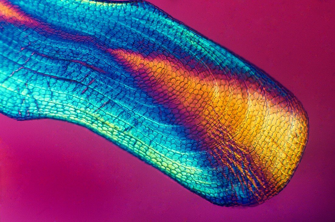 Eel scale,polarised light microscopy