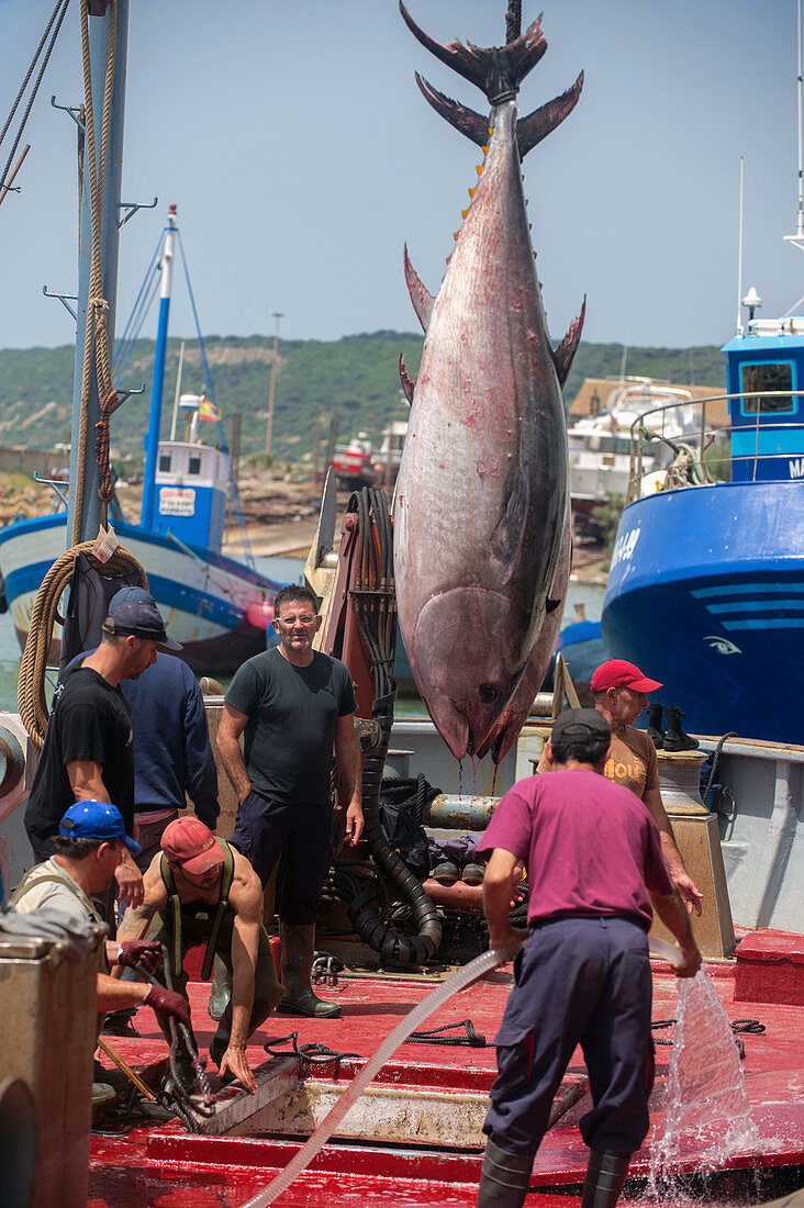 Almadraba tuna fishing,Spain