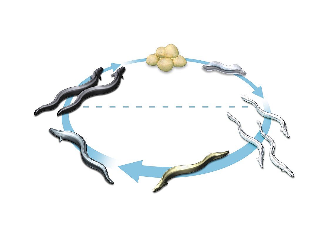Eel life-cycle,illustration