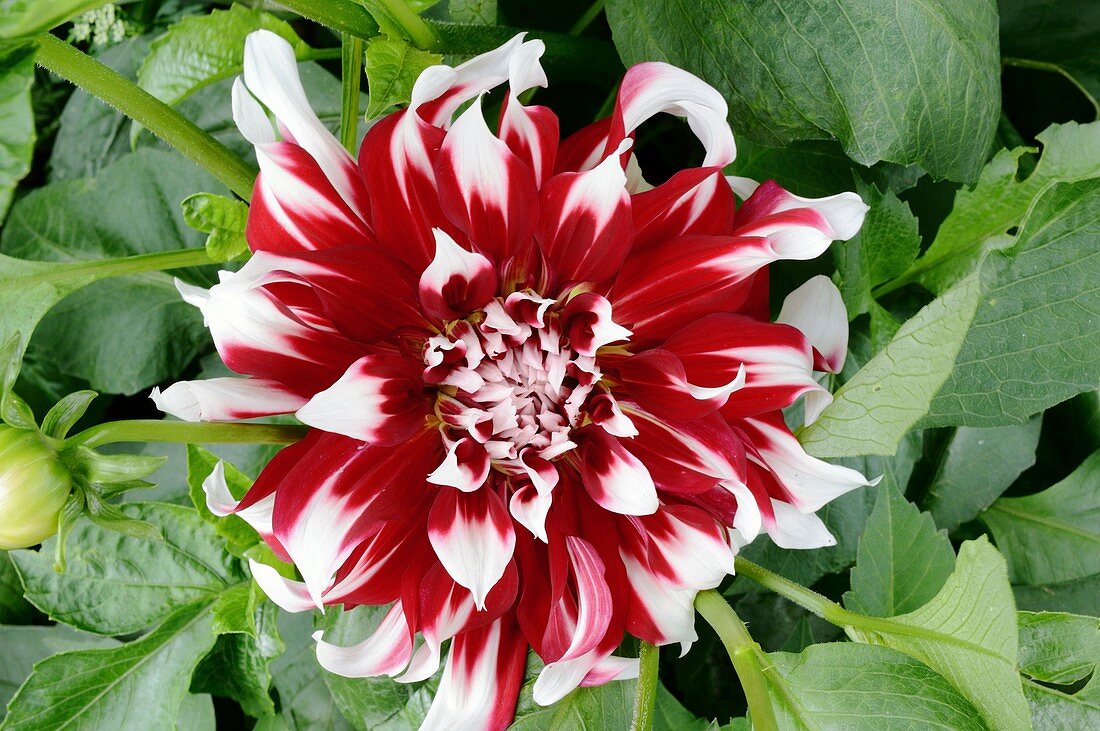 Dahlia 'Special X Factor' flower