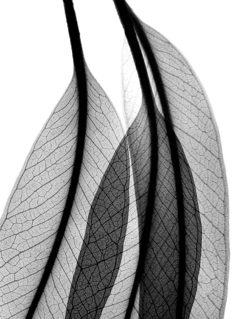 Eucalyptus leaves,X-ray