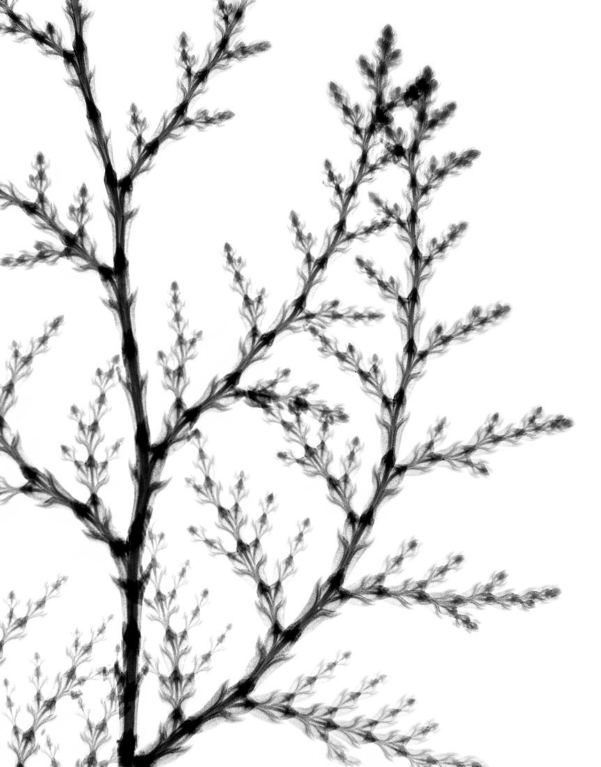 Conifer leaves,X-ray