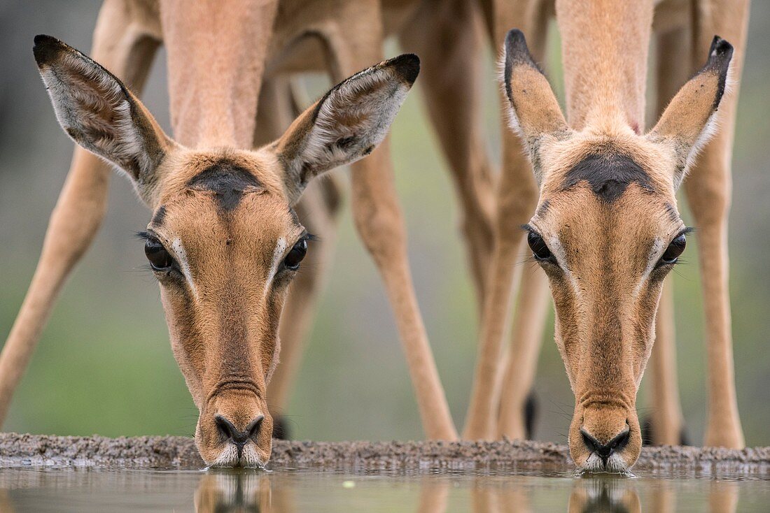 Female Impalas drinking