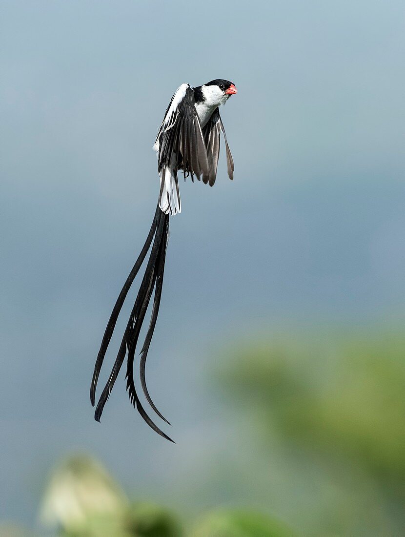 Male Pin-Tailed Whydah in mating display