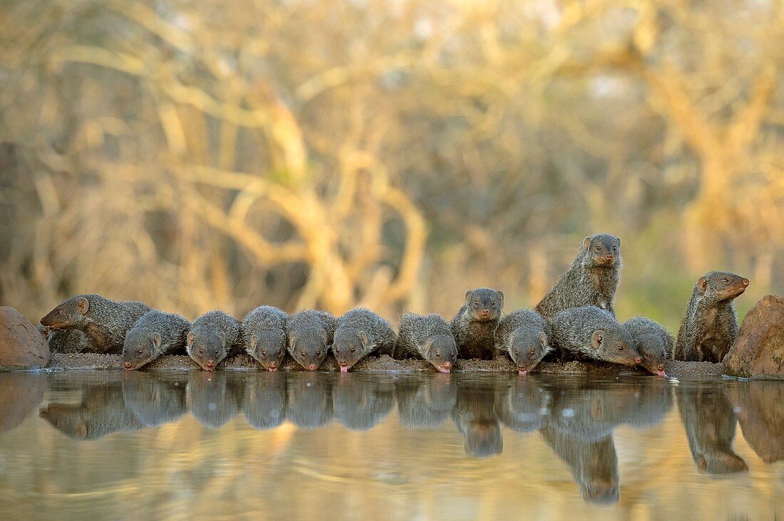 Colony of Banded Mongooses drinking