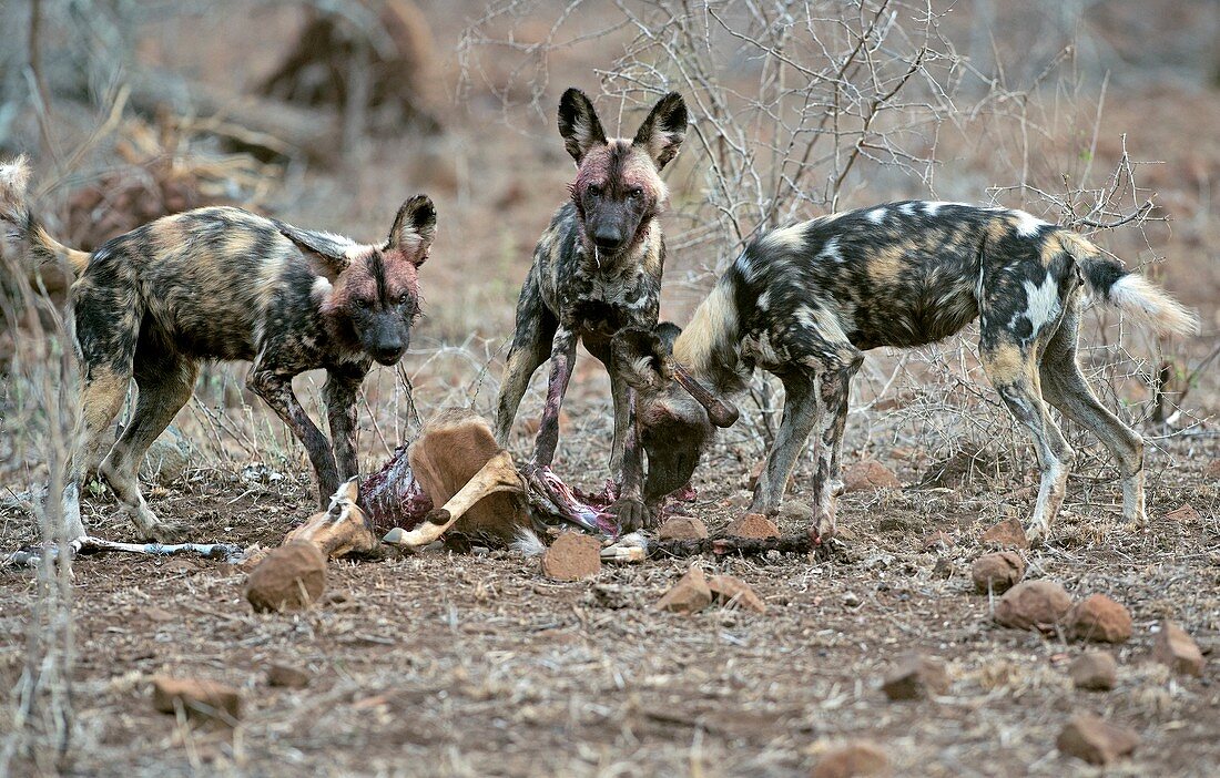 Wild Dogs Feeding on an Impala carcass