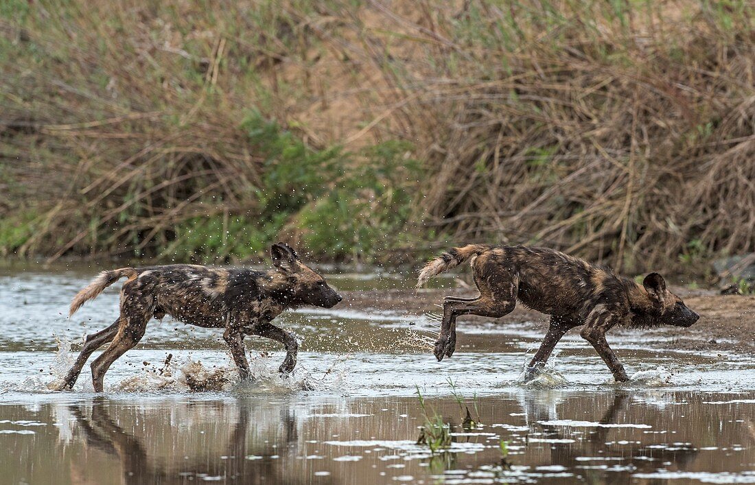 African Hunting dog pups at play