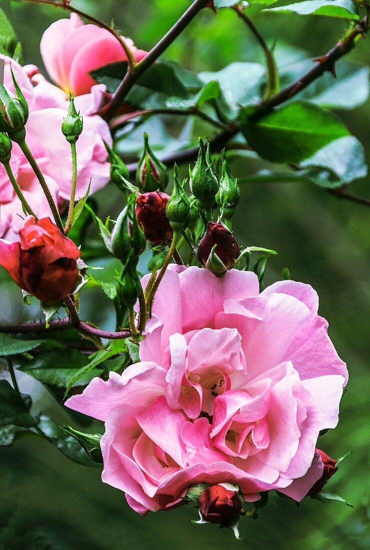 Rose (Rosa 'Blossomtime')