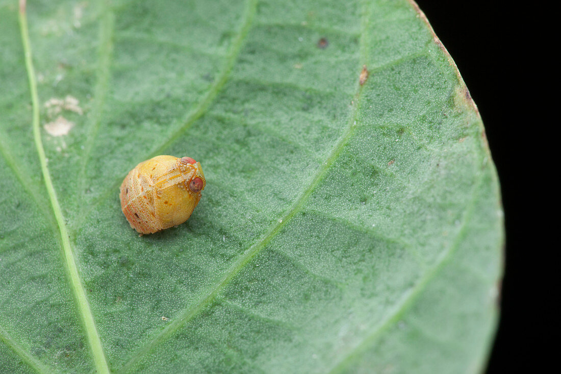 Seed mimic planthopper