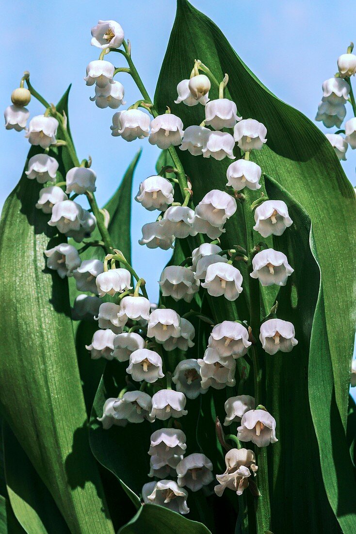 Convallaria majalis flowers