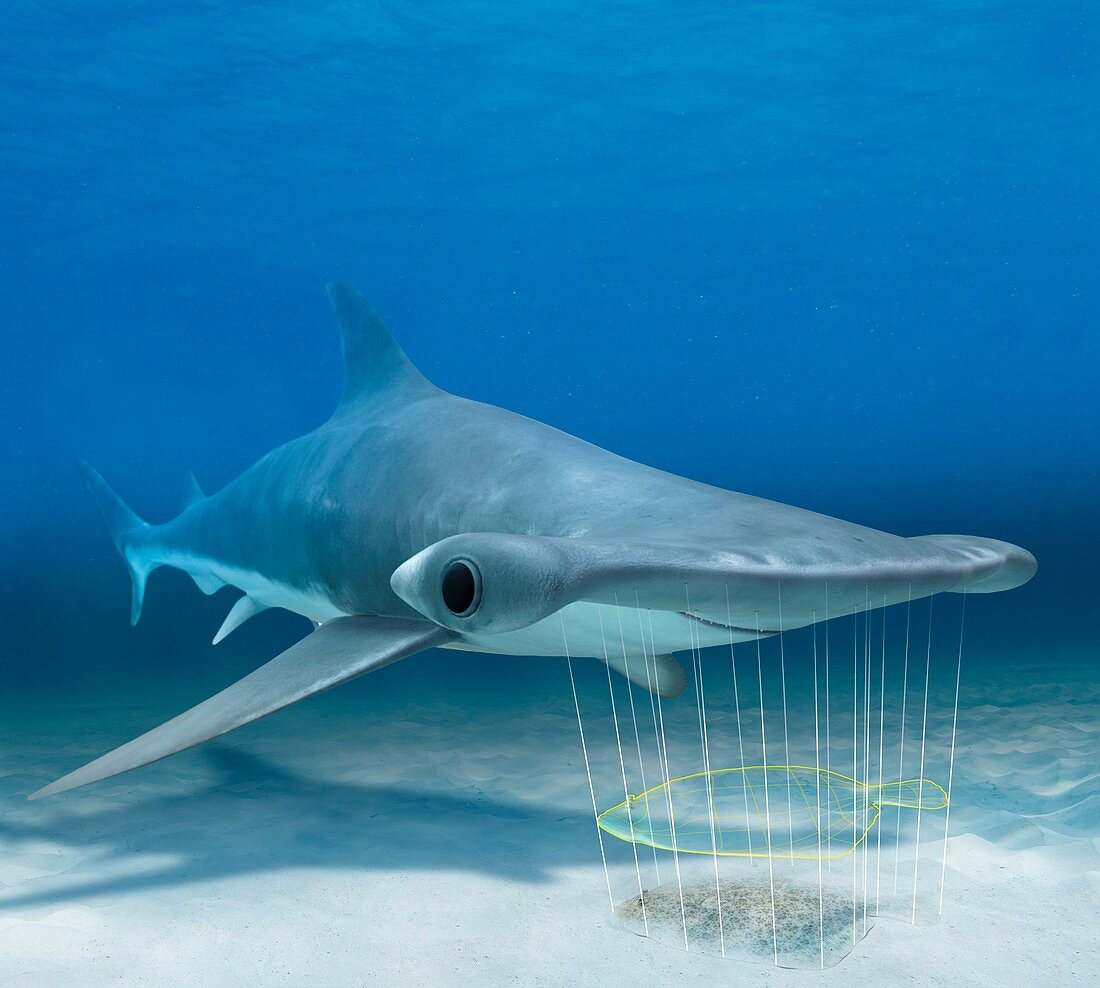 Shark electroreception,illustration