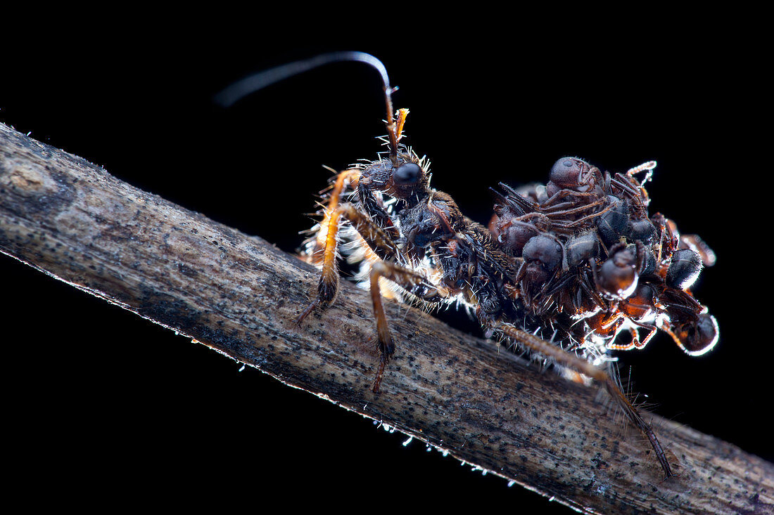 Assassin bug with dead ants