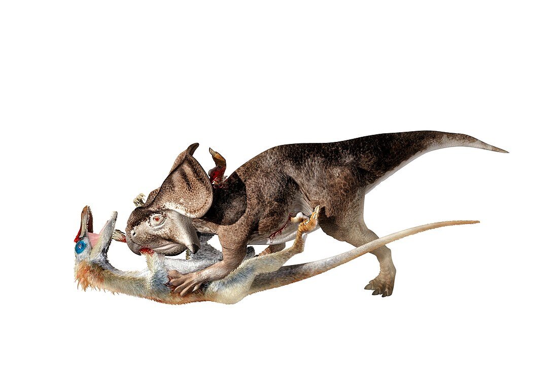 Velociraptor attacking protoceratops