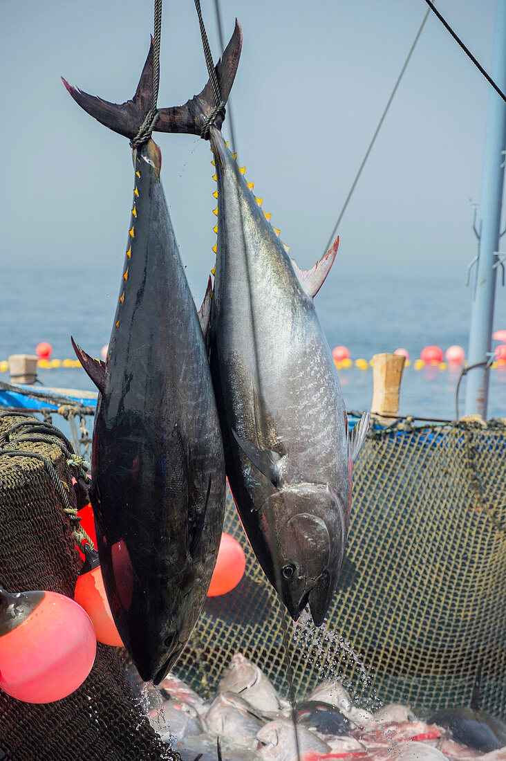 Almadraba tuna fishing,Spain