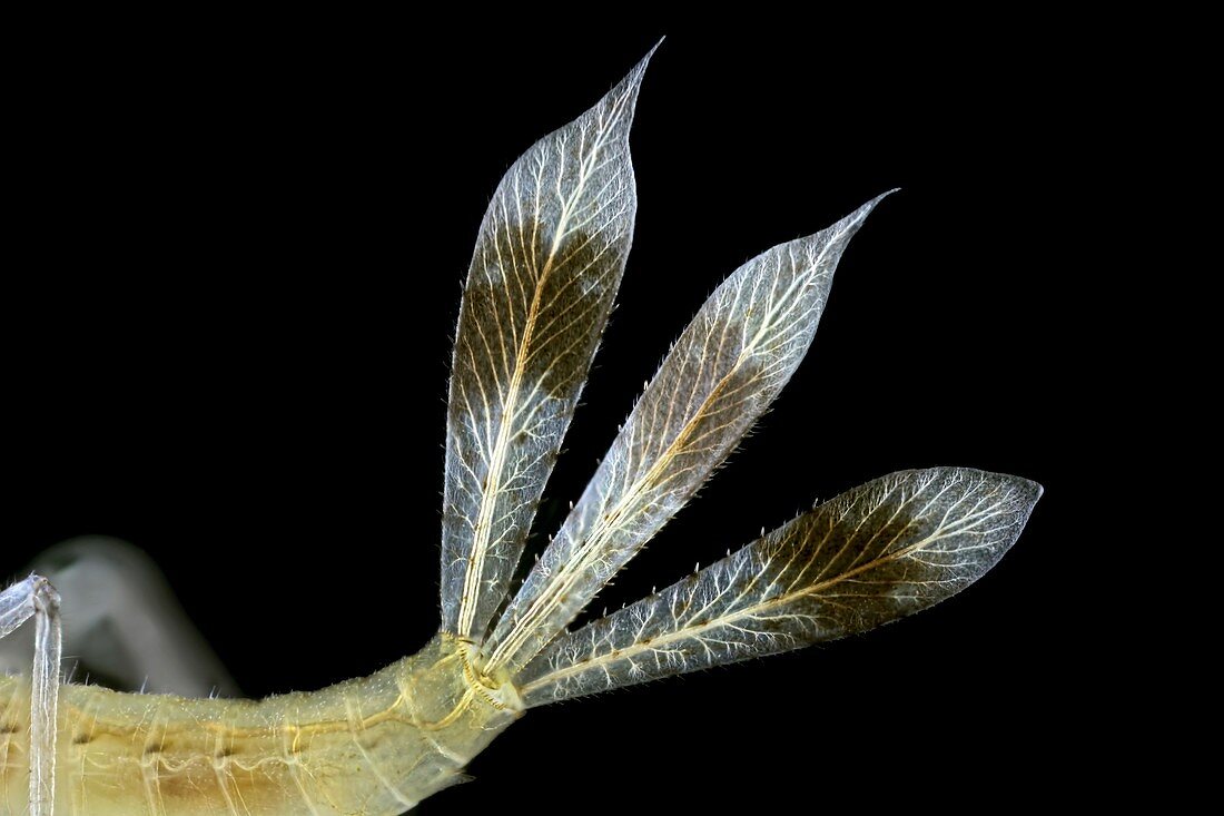 Dragonfly larva gills