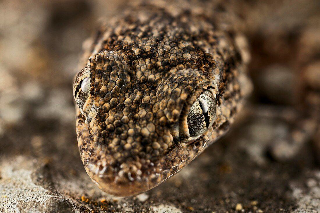 Gecko head