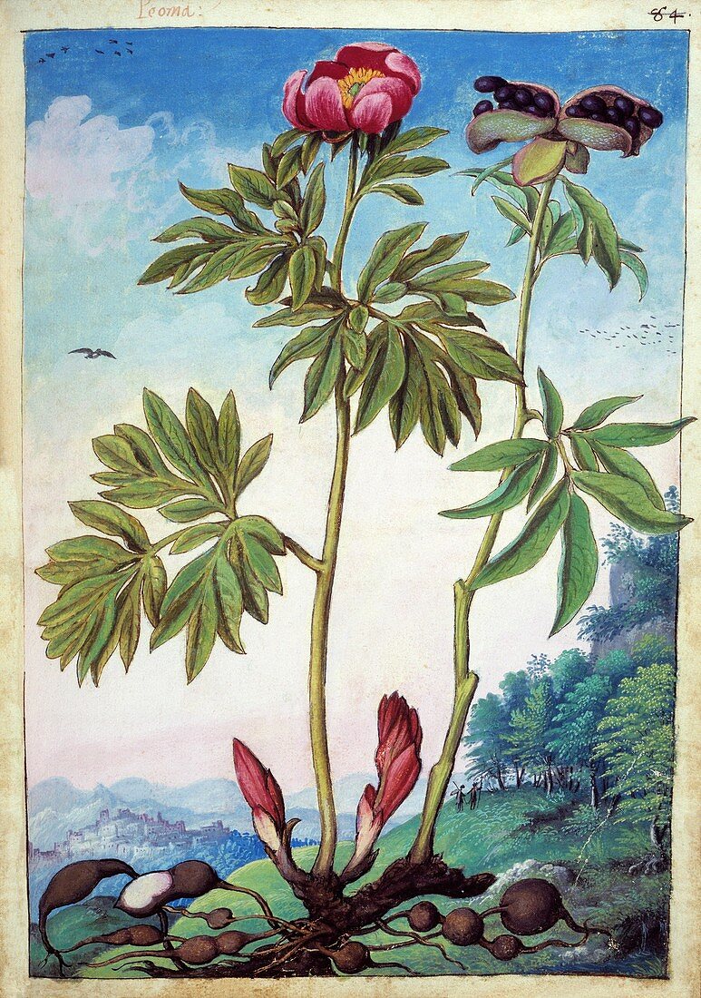 Peony (Paeonia mascula),illustration