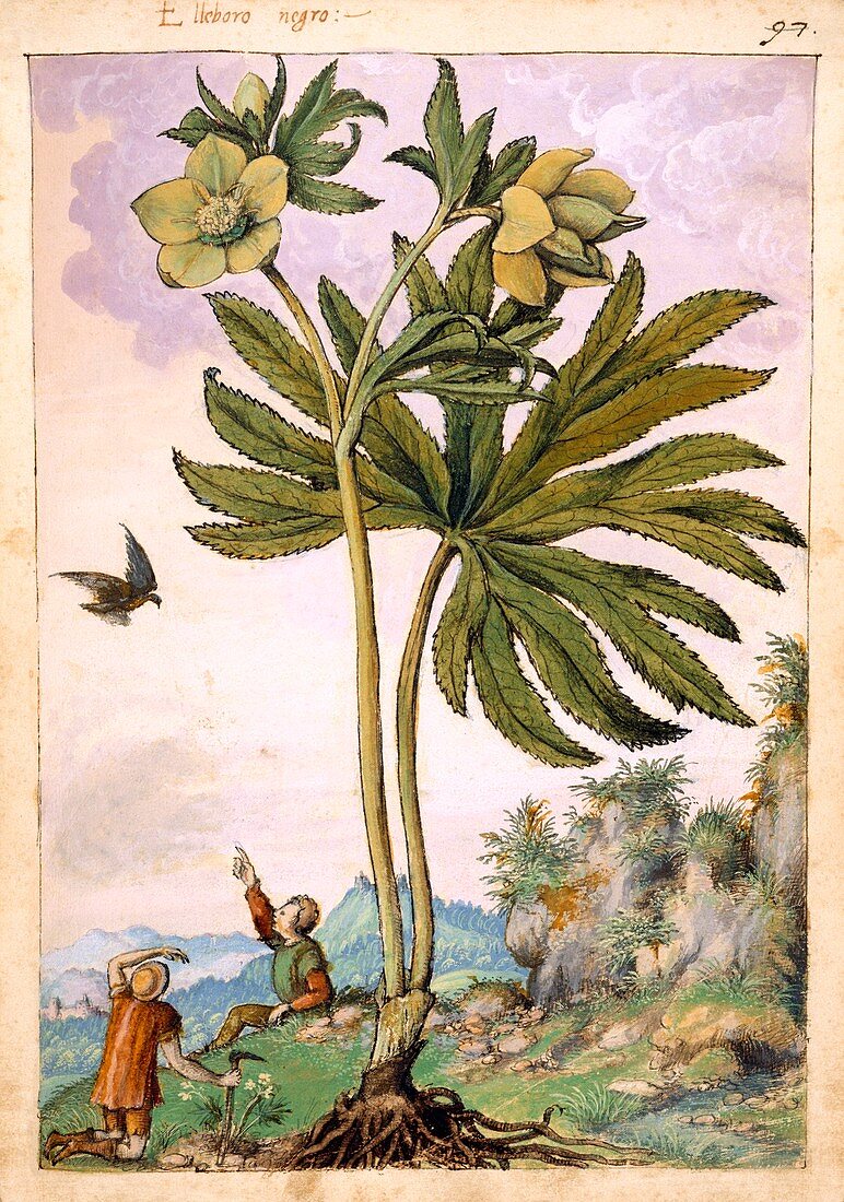 Helleborus viridis flowers,illustration