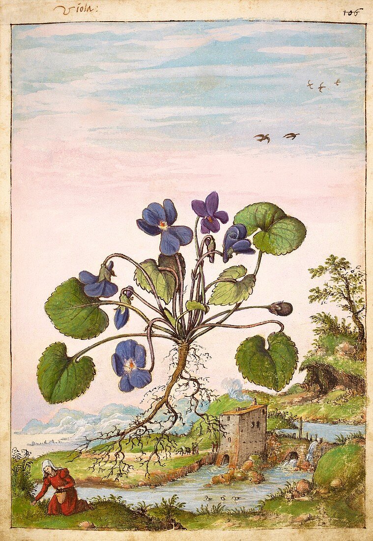 Violet (Viola odorata),illustration