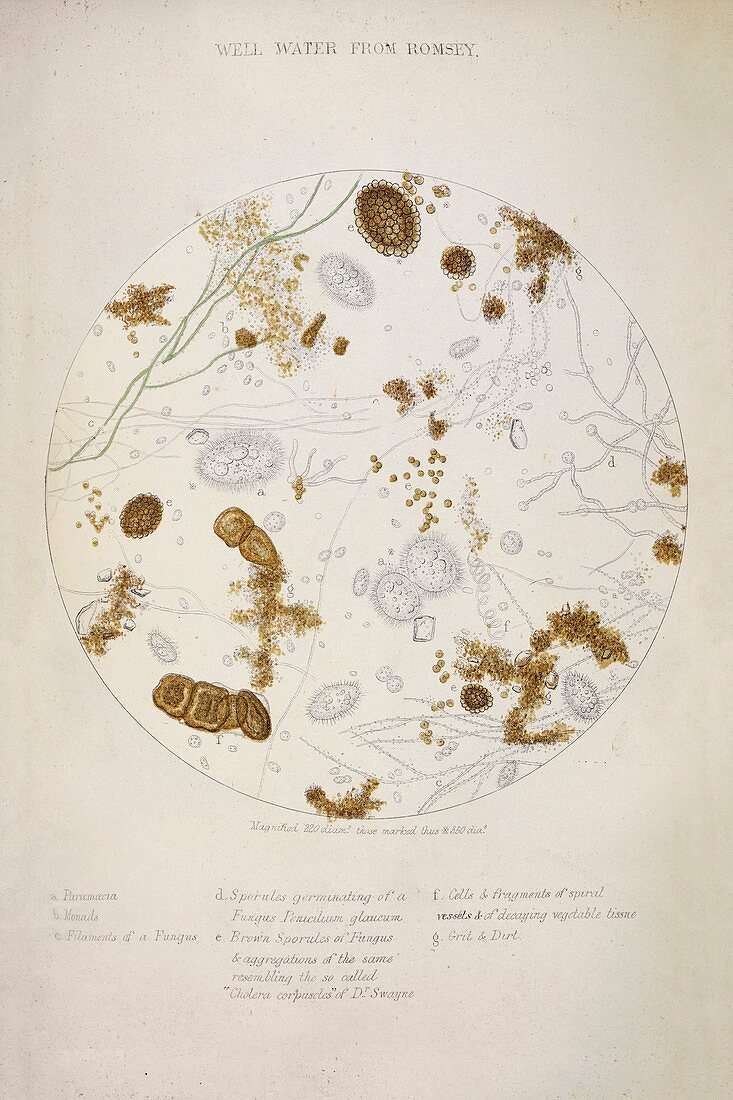 Cholera epidemic research,1855
