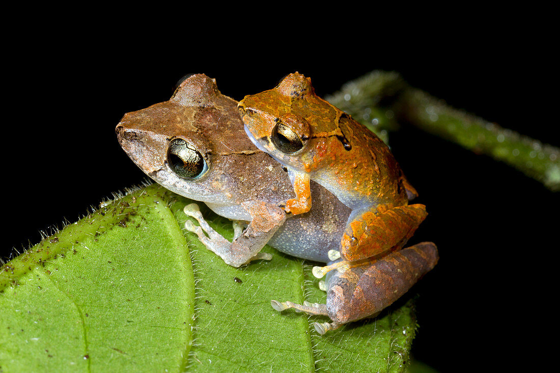 Pair of Rain Frogs in amplexus