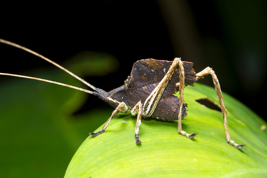 Leaf mimic bush-cricket