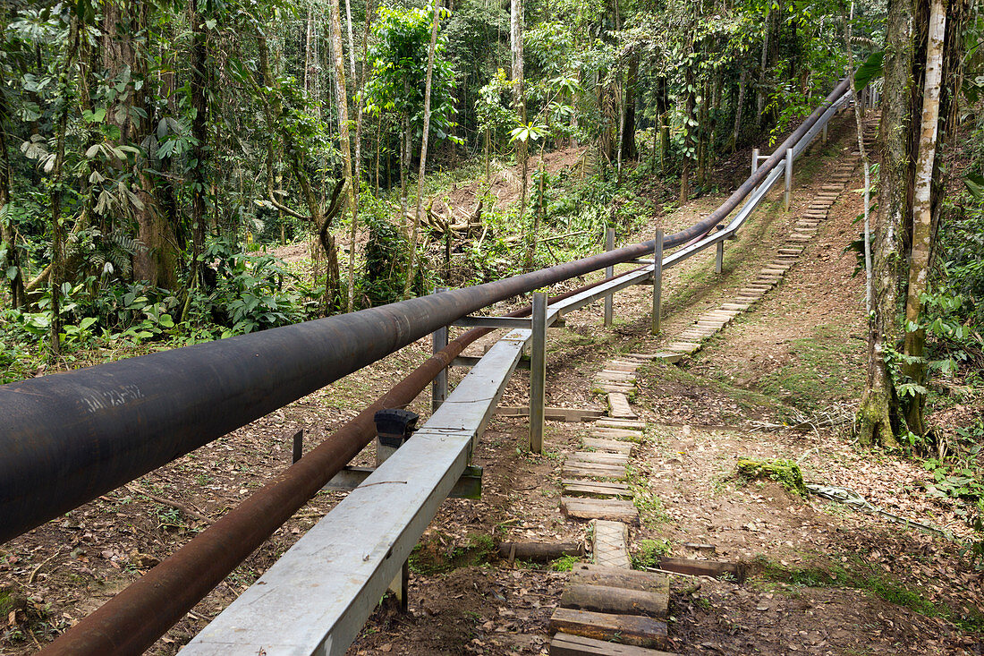 Oil pipeline in rainforest