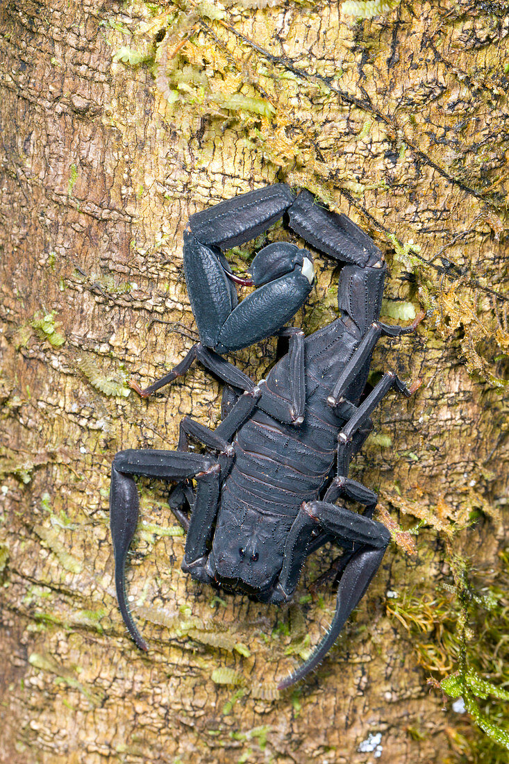Ecuadorian Black scorpion