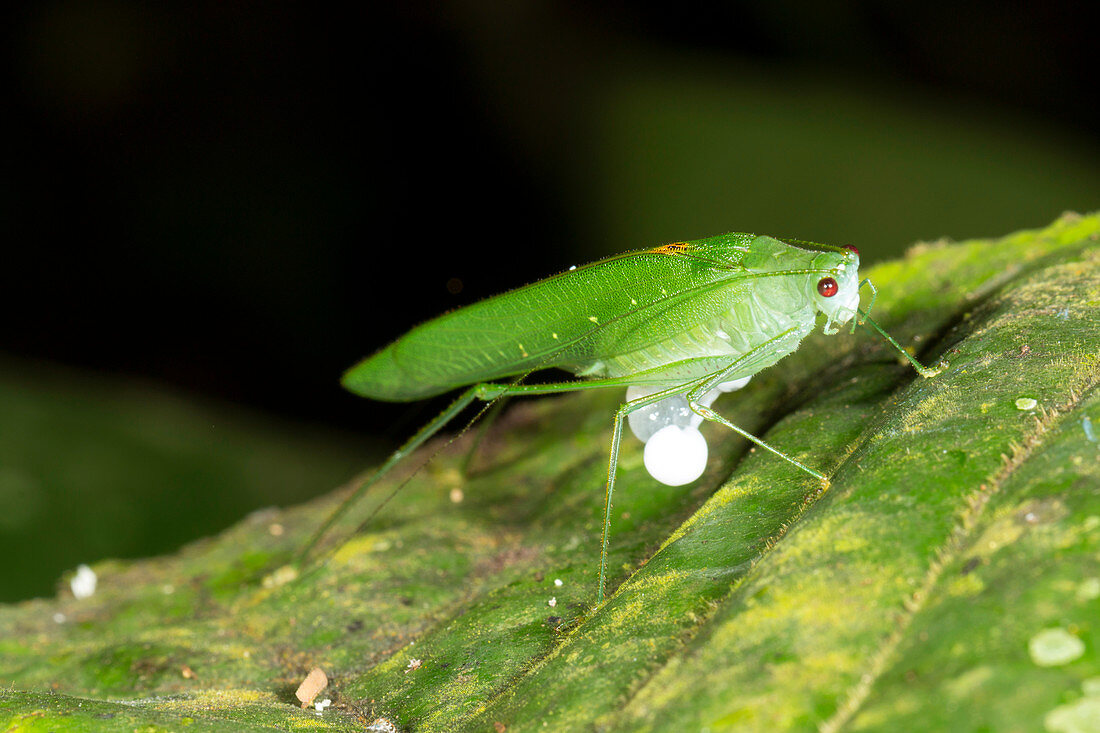 Male katydid producing a spermatophore