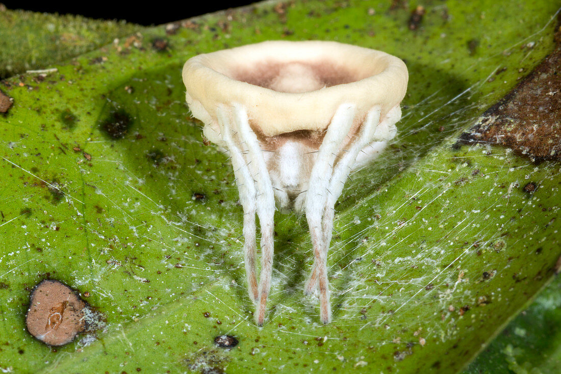 Cordyceps fungus parasitizing a spider