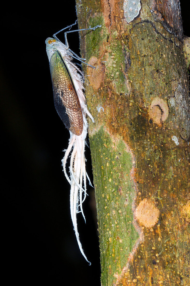 Wax tailed bug