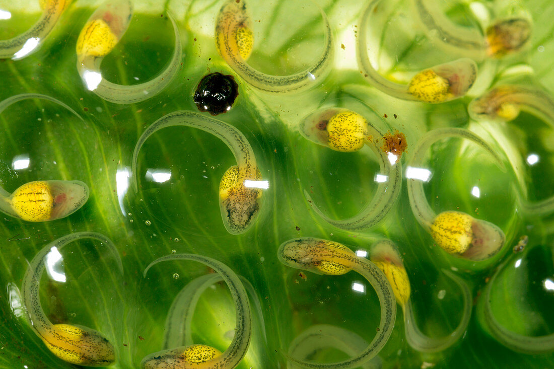 Glass-frog eggs