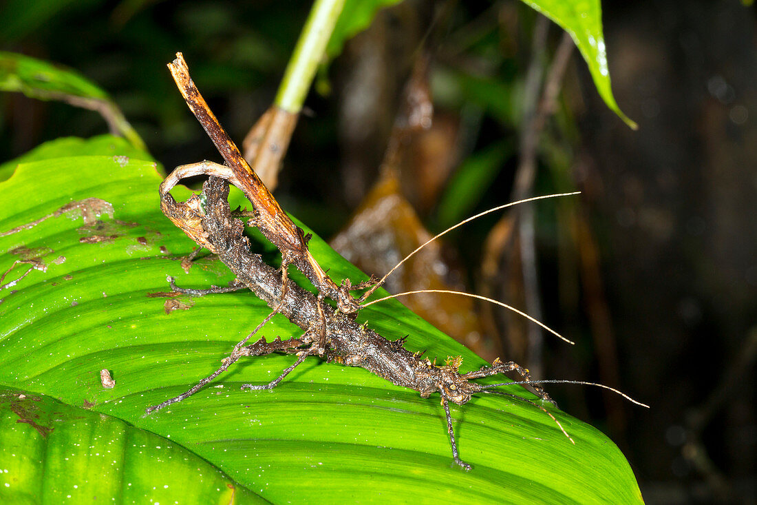 Stick insects mating