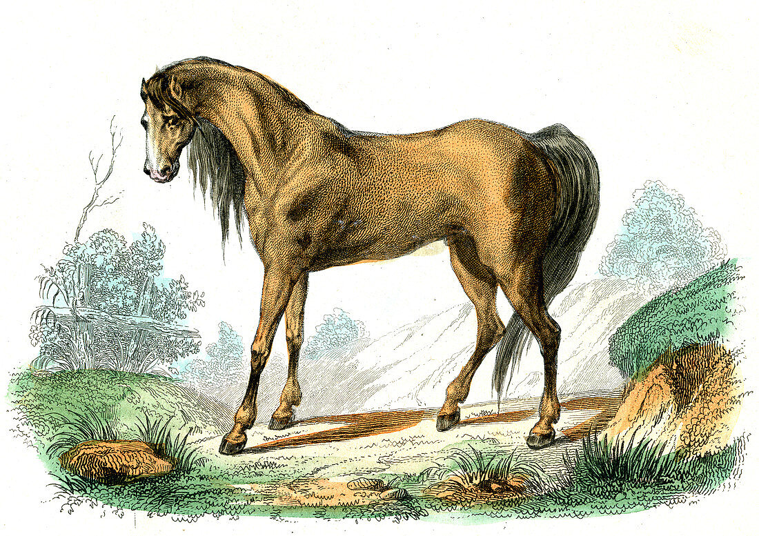 Horse,19th Century illustration