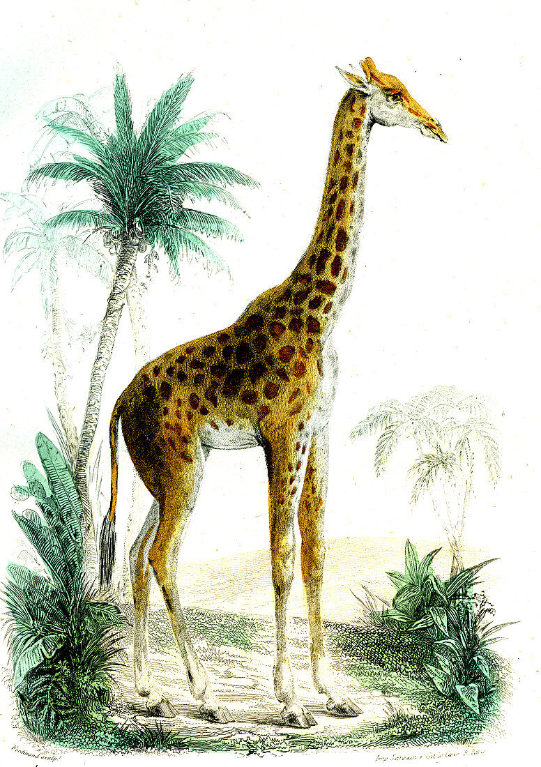 Giraffe,19th Century illustration