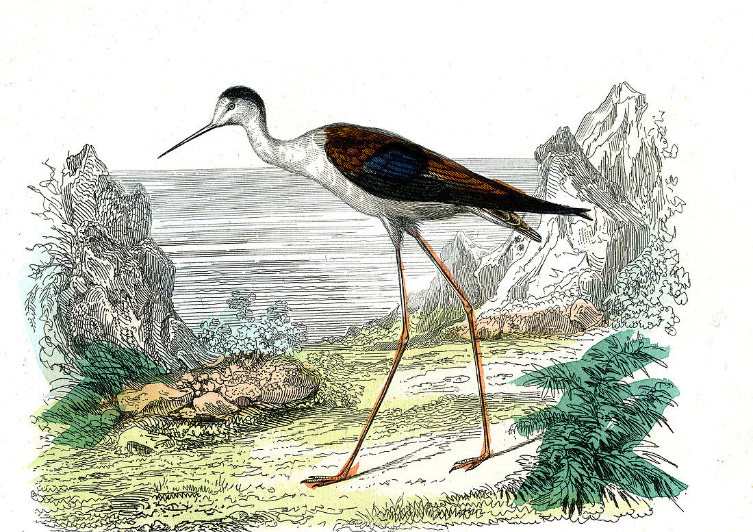Black-winged stilt,illustration