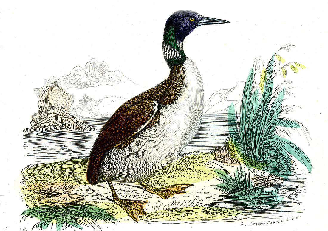 Great northern loon,illustration